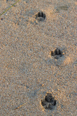 Paw prints in the sandy beach. 
