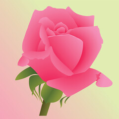 Realistic Natural Rose Vector Illustration