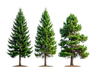 Three coniferous trees in a row, various needle types, rich green tones