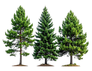 Three evergreen trees, full and lush, stand in a row against a black backdrop.  Their needle-like foliage is a vibrant green, and their trunks are visible, showing a slight variation in shades
