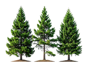Three green fir trees in a row, isolated on black background
