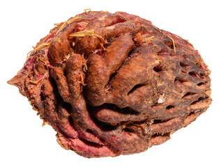 A close-up of a peach or apricot pit with a rough texture on an isolated background