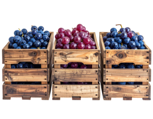 Three wooden crates, each filled with a different color of grapes.  Red and blue grapes in neat bunches