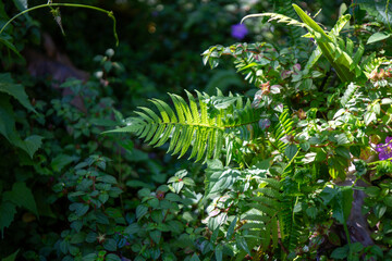 A fresh green fern plant with lush leaves grows in the forest or garden, a symbol of nature's vibrant spring and summer flora