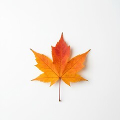 Fototapeta premium Close-up of a vibrant maple leaf with shades of orange and red on a clean white background, showcasing the intricate details of autumn's foliage.