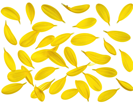 Many bright yellow flower petals, various shapes and sizes, arranged randomly on a black background