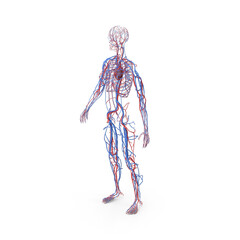Female cardiovascular anatomy system highlighting veins arteries and heart