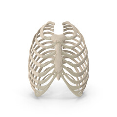 Ribcage skeleton anatomy front view illustration medical diagram