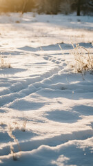 Freshly fallen snow covering an open meadow, sunlight glistening on the surface