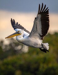 Pelican in flight