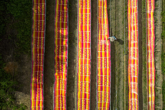 Aerial view of vibrant red and yellow textiles stretched out to dry in the sun near Mojolaban, Sukoharjo, Central Java, Indonesia.