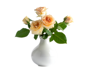 Peach roses in a white vase isolated on transparent background