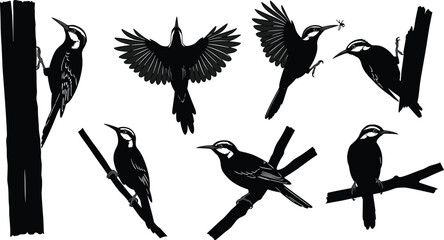 Woodpecker silhouette vector, bird on tree, flying woodpecker, perched pose, insect catch, nature sketch, wildlife illustration, black and white drawing, avian behavior