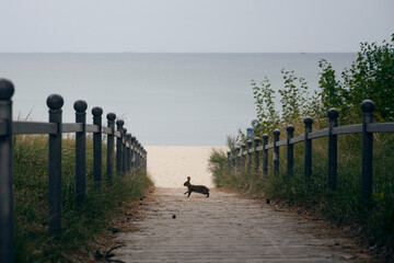 Cute rabbit walking on the beach