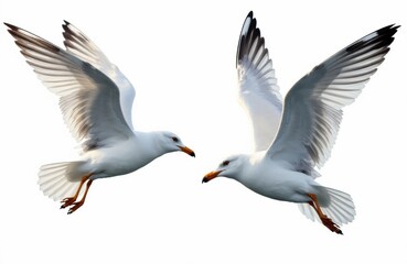 Obraz premium Two seagulls in flight with wings spread wide against a white background