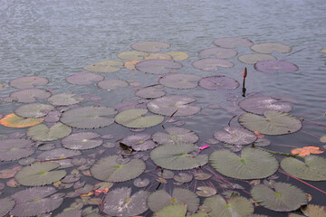 Fresh pink water lilies blooming and rising above lily pads in a tranquil pond, creating a natural aquatic scenery. A peaceful wetland floral landscape from Bangladesh