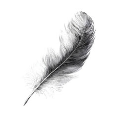 Obraz premium feather isolated on white