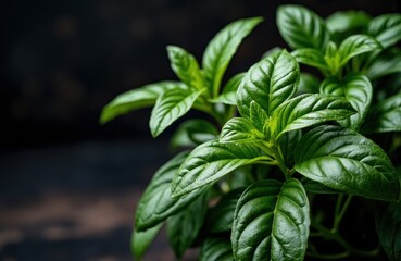 Lush green basil plant with vibrant leaves on dark background