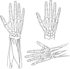  Human hand back and palm view – Male and female anatomy line art vector illustration.eps