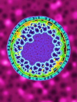 Educational model of Brucella bacterium for academic purposes in biology and microbiology studies