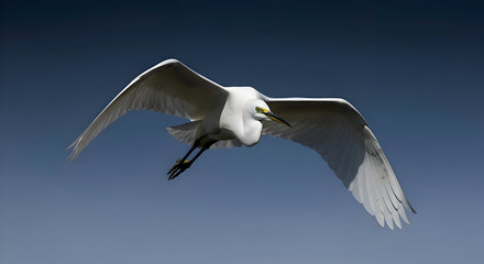Obraz premium Elegant Snowy Egret in Flight Against a serene Sky Backdrop Showcasing Grace and Beauty