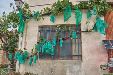 Sustainable harvest, Bunches of grapes protected with netting to prevent insect and bird damage in an urban vineyard