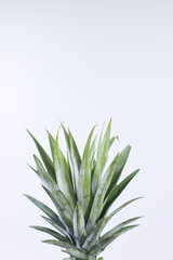 Top Crown of a Pineapple on a White Background
