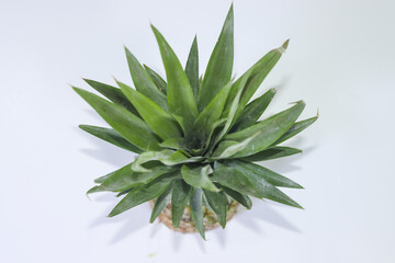 Top View of a Pineapple on a White Background
