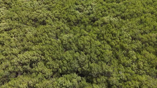 Drone footage over Somone mangrove forest in Senegal, showing lush vegetation and natural waterways from above.