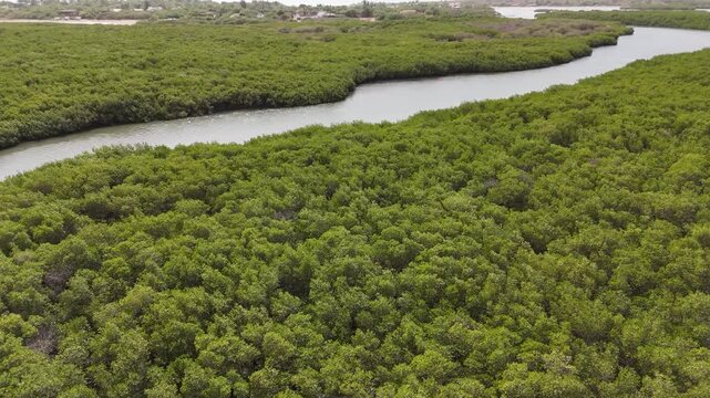 Aerial view of lush green mangroves in Somone, Senegal, with winding waterways creating a natural labyrinth near the Atlantic coast