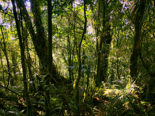 Meratus Mountains Highland Forest Floor, Tropical Rainforest of Borneo, Indonesia.