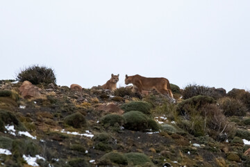 Puma in mountain environment, Torres del Paine National Park, Patagonia, Chile.