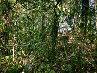Meratus Mountains Highland Forest Floor, Tropical Rainforest of Borneo, Indonesia.