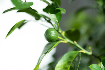 Fresh green lime fruit growing on tree branch with leaves