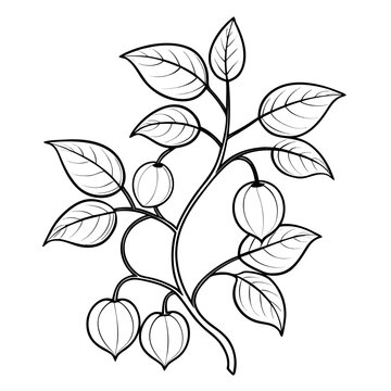 ziga zag tree vine fruit line art on white background