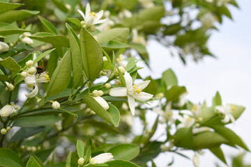 Blossoming orange tree flowers, orange blossoms, Spring harvest, closeup of Orange tree branches with flowers and leaves, buds and leaves, white little flower closeup, Chakwal, Punjab, Pakistan