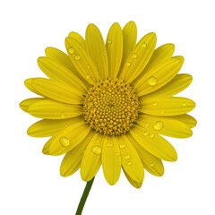 Vibrant yellow Singapore daisy flower with slender petals and golden central disc, adorned with luminous water droplets, isolated on a seamless transparent background. Concept of natural beauty and