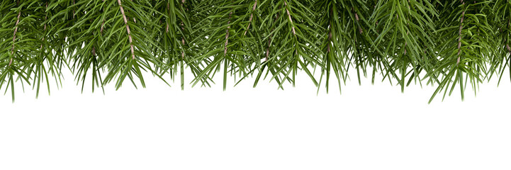 christmas background with branches
