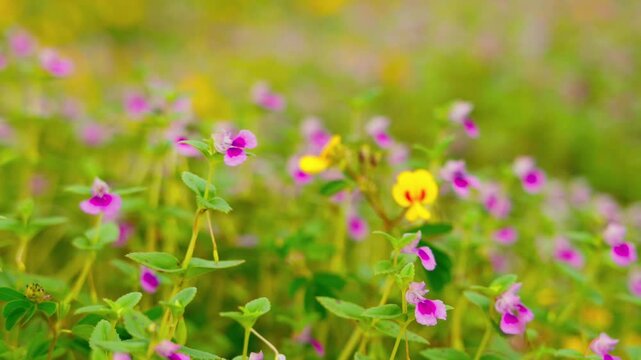 pink purple colored balsam flowers with Yellow Smithia flowers swaying by the wind.