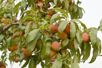 Fresh Ripe Peach fruits on a tree branch with leaves closeup, A bunch of ripe Peaches on a branch, Ripe delicious fruit peaches on the tree, Ripe sweet peach fruits grow on a peach tree branch