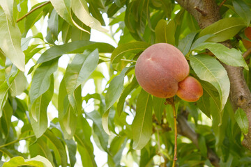 Fresh Ripe Peach fruits on a tree branch with leaves closeup, A bunch of ripe Peaches on a branch, Ripe delicious fruit peaches on the tree, Ripe sweet peach fruits grow on a peach tree branch