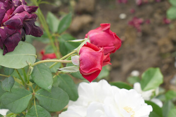 Beautiful red rose flower closeup in garden, A very beautiful red rose flower bloomed on the rose tree, Rose flower closeup, bloom flowers, Natural spring flower, Natural floral background,