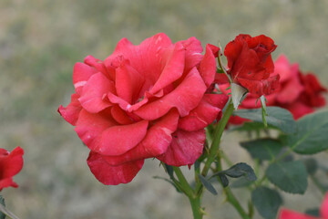 Beautiful red rose flower closeup in garden, A very beautiful red rose flower bloomed on the rose tree, Rose flower closeup, bloom flowers, Natural spring flower, Natural floral background,