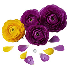 Vibrant deep purple & yellow double ranunculus blossoms, scattered petals, dew drop, macro high-key, 45-degree on transparent, concept of clean elegance & luxury
