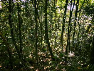 Meratus Mountains Highland Forest Floor, Tropical Rainforest of Borneo, Indonesia.
