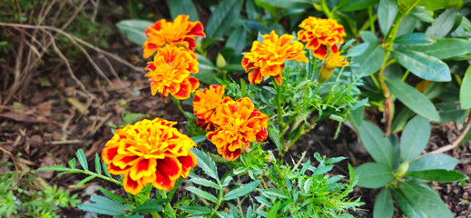 flower, nature, garden, orange, yellow, plant, flowers, summer, marigold, spring, blossom, field, beauty, bloom, red, petal, flora, daisy, color, floral, meadow, park, bright, leaf, petals