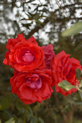Beautiful red rose flower closeup in garden, A very beautiful red rose flower bloomed on the rose tree, Rose flower closeup, bloom flowers, Natural spring flower, Natural floral background,