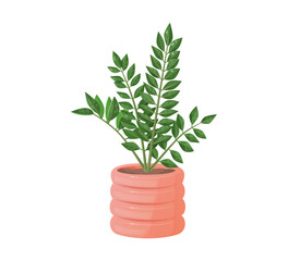 Zamioculcas plant in pot vector illustration