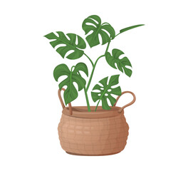 Monstera in basket vector illustration
