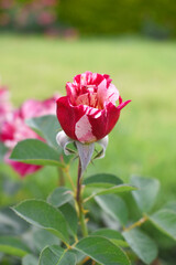 Beautiful red white rose flower closeup in garden, A very beautiful red white rose flower bloomed on the rose tree, Rose flower closeup, bloom flowers, Natural spring flower floral background
